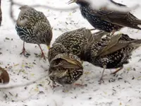 DSCN4936.webp