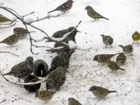 DSCN4940.webp
