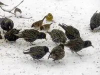 DSCN4946.webp