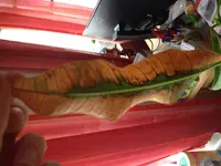 image.jpg