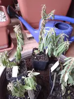 20160305_163350.webp