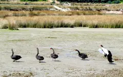 Copy of IMG_2731 v.webp