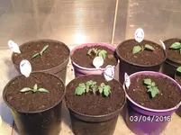 Tomaten.webp