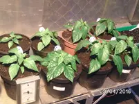 Paprika.webp