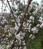 Blutpflaume gr.webp