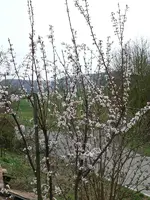 Blutpflaume.webp
