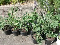 Tomaten Parkplatz.webp