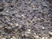 Salat (2).webp