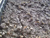 Salat (3).webp