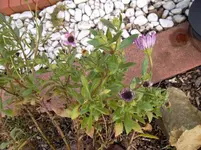 SAM_0779.webp