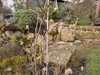 SAM_0784.webp