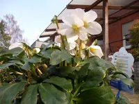 SAM_0787.webp