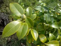 SAM_0793.webp