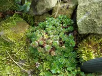 SAM_0795.webp
