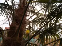 SAM_0797.webp