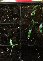 Chili-Keimlinge.webp