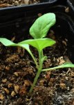 Aubergine Galich.jpg