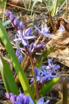 P1080670Scilla bifolia.jpg