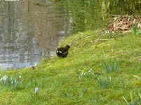 P1080674grünfüßiges Teichhuhn.webp