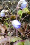 P1080679Leberblümchen in blau.jpg