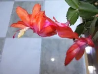 DSCF9200.webp