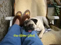Mops Katja und Andreas 018.webp
