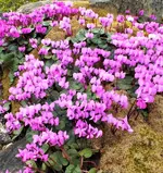 DSCF5377 (3).webp