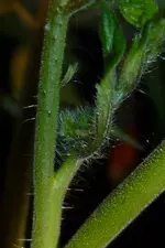 P1080688Grüne Traube Knospen.jpg