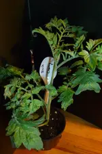 P1080690Black Cherry.webp