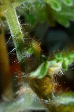 P1080696Resi Gold Knospen.webp
