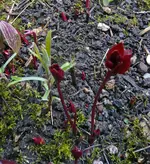 Hof mit pfingstspr.webp