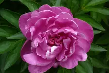 P1030768 pfingstr.webp