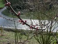k-Blutpflaume.webp