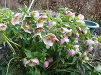 k-Lenzrose.webp