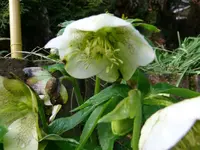 k-Lenzrose1.webp