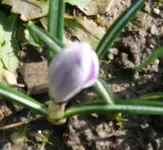 Krokus.webp