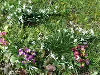 k-Schneeglöchen1.webp