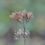 DSC_7374a.jpg