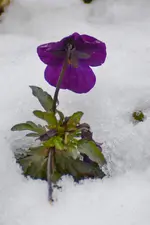 DSC_1445a.webp