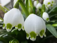 DSCF9238.webp