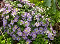 DSCF9035.webp