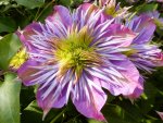 DSCF9063.jpg
