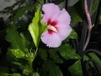 Bilda014.webp