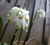 DSCF4040.webp