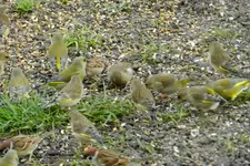 DSCN3633.webp