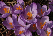 Krokus hell_lila_Büschel_macro1_700.webp
