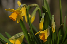 Narzissen_gelb_grün_macro_Blüte_Knospe1_800.JPG