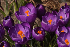 Krokus lila_blühend_oranger Stempel_macro2_700.JPG