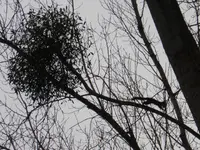 P1040439.webp