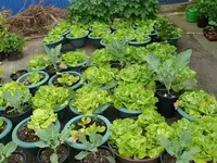 Kopfsalat.webp